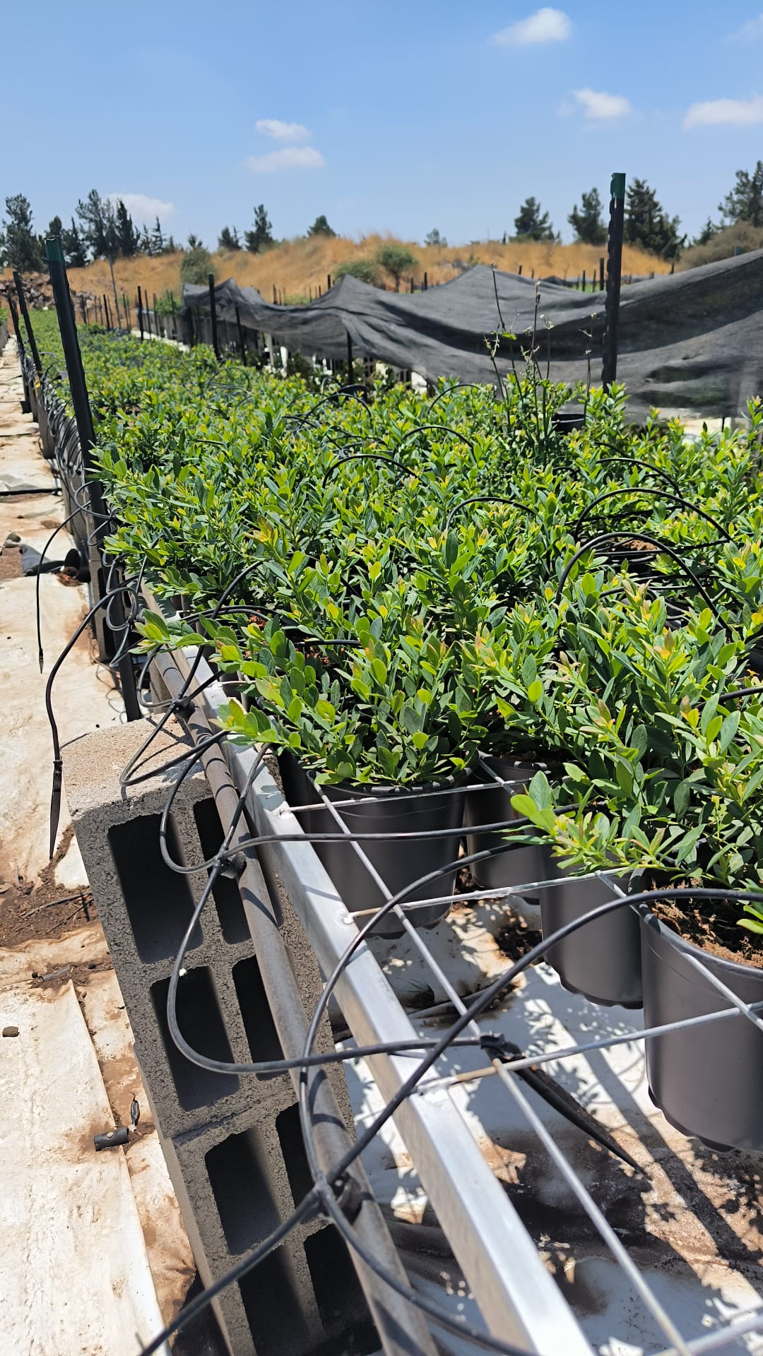 אוכמניות מזן סאנשיין