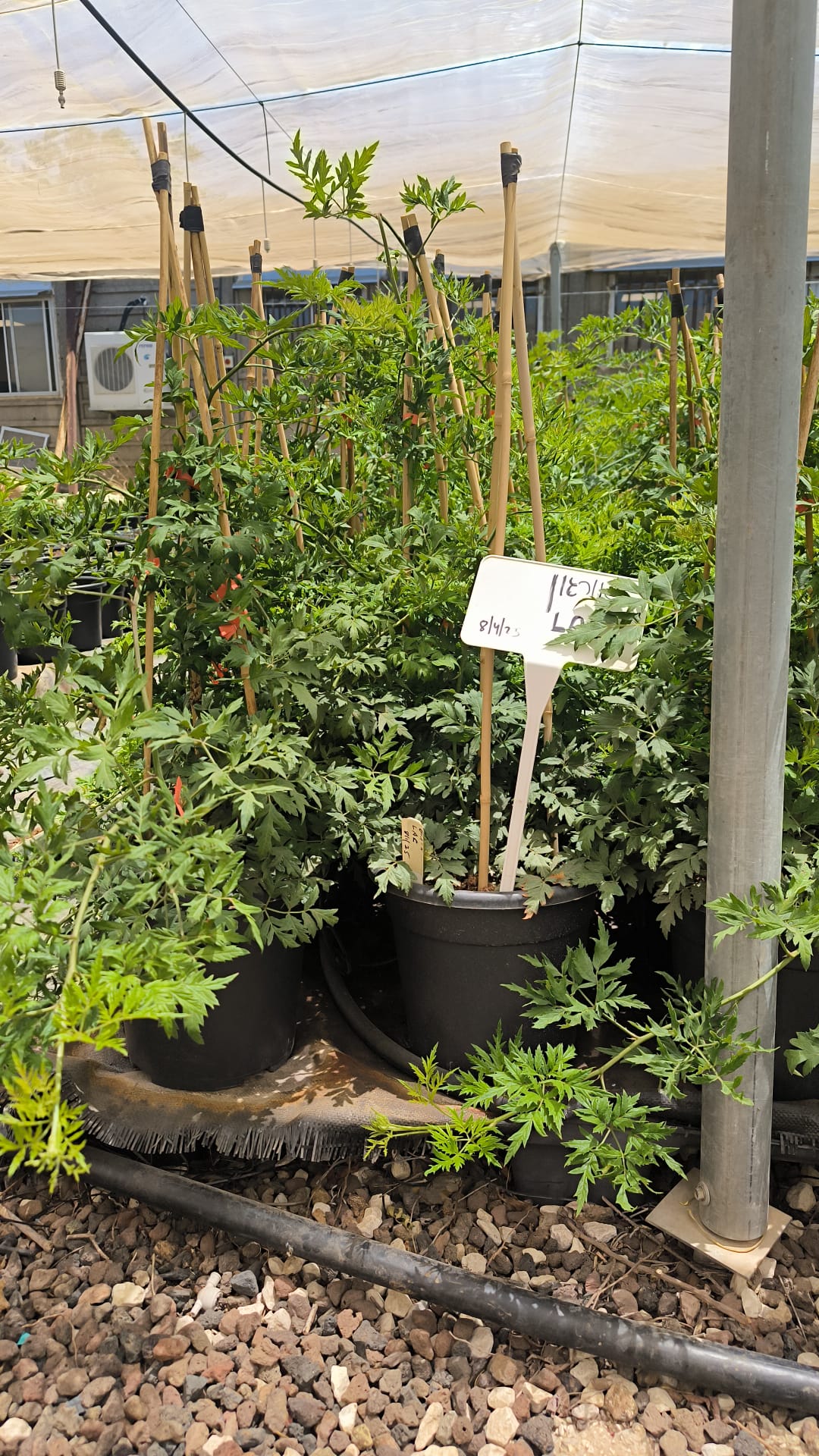 אסנה מזן אורגון