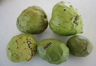 דר' וויט - Cherimoya Dr. White
