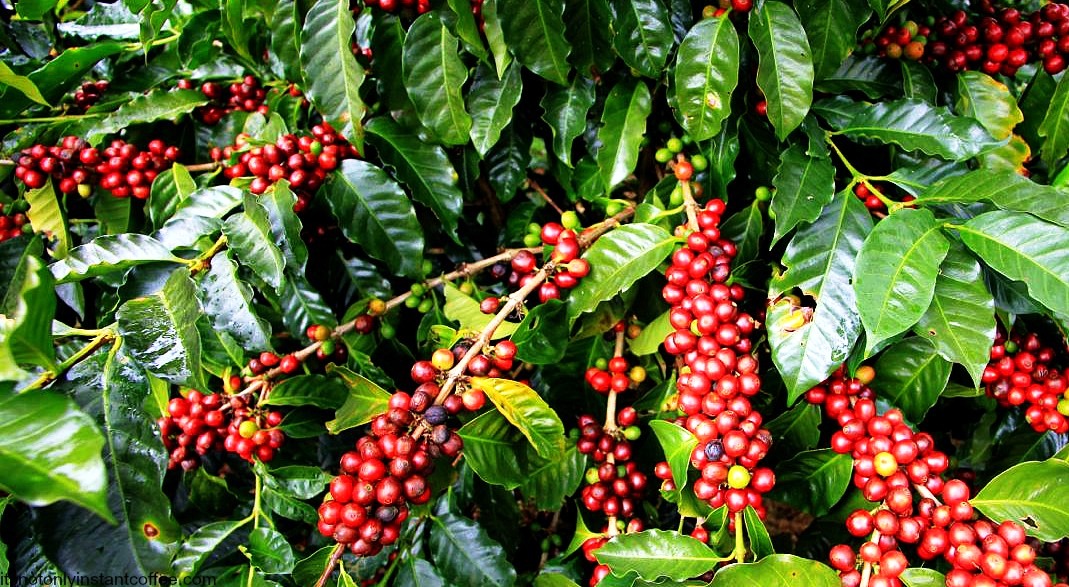 קפה - זן ערביקה - Arabica coffee tree