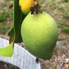 פינה קולדה - Pina Colada