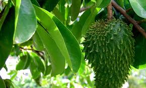 גוונבנה - נקרא גם: גרביולה, גואנבנה, מוריקטה, SOURSOP