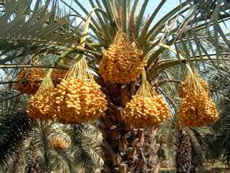 תמר/דקל  Palm tree