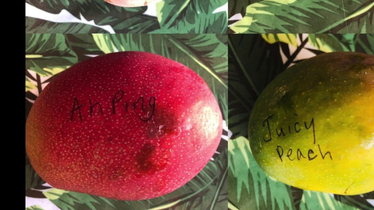 אה פינג - Ah Ping