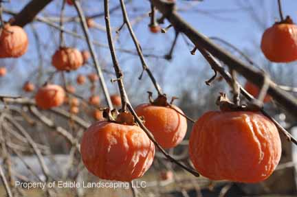 אפרסמון 123 - Persimmon 123
