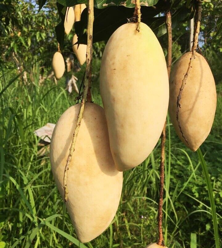 נאם דוק מאי - Nam Doc Mai