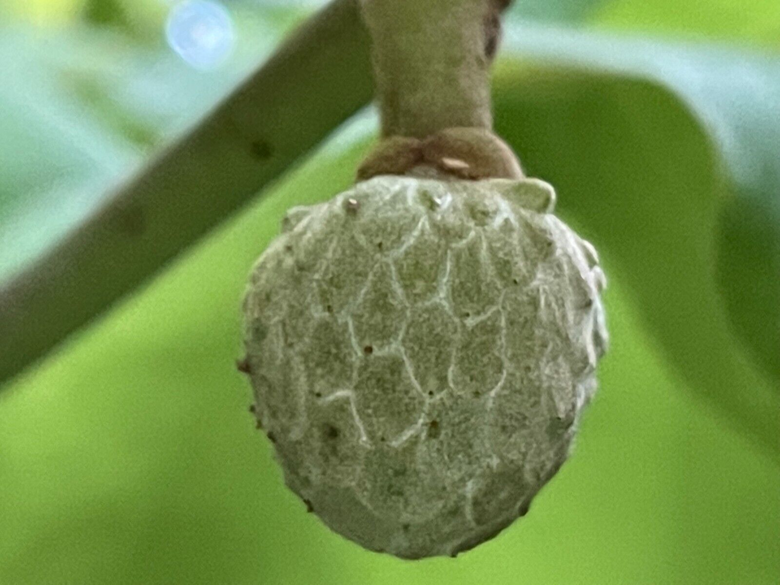 Sugar Apple Annona squamosa
