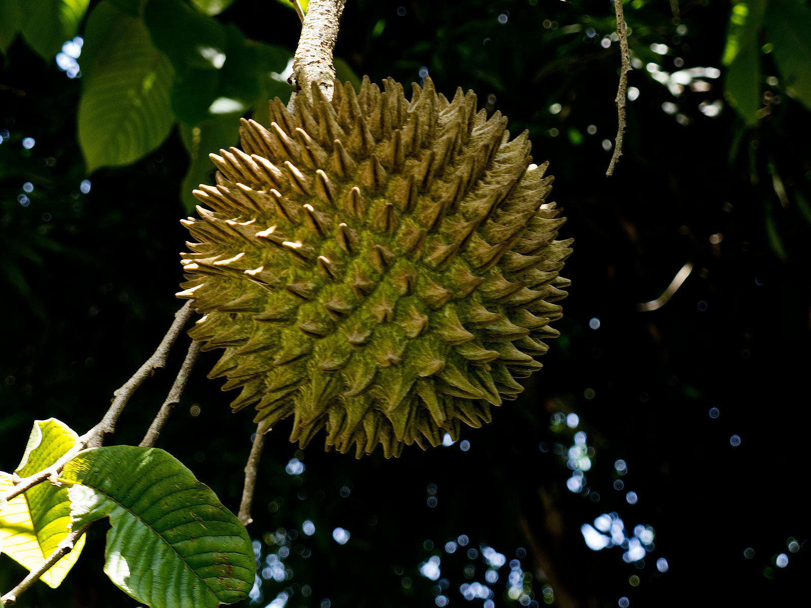 Annona purpurea - Soncoya