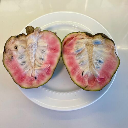 קסטארד אפל סאן פאבלו - Custard apple San Pablo 