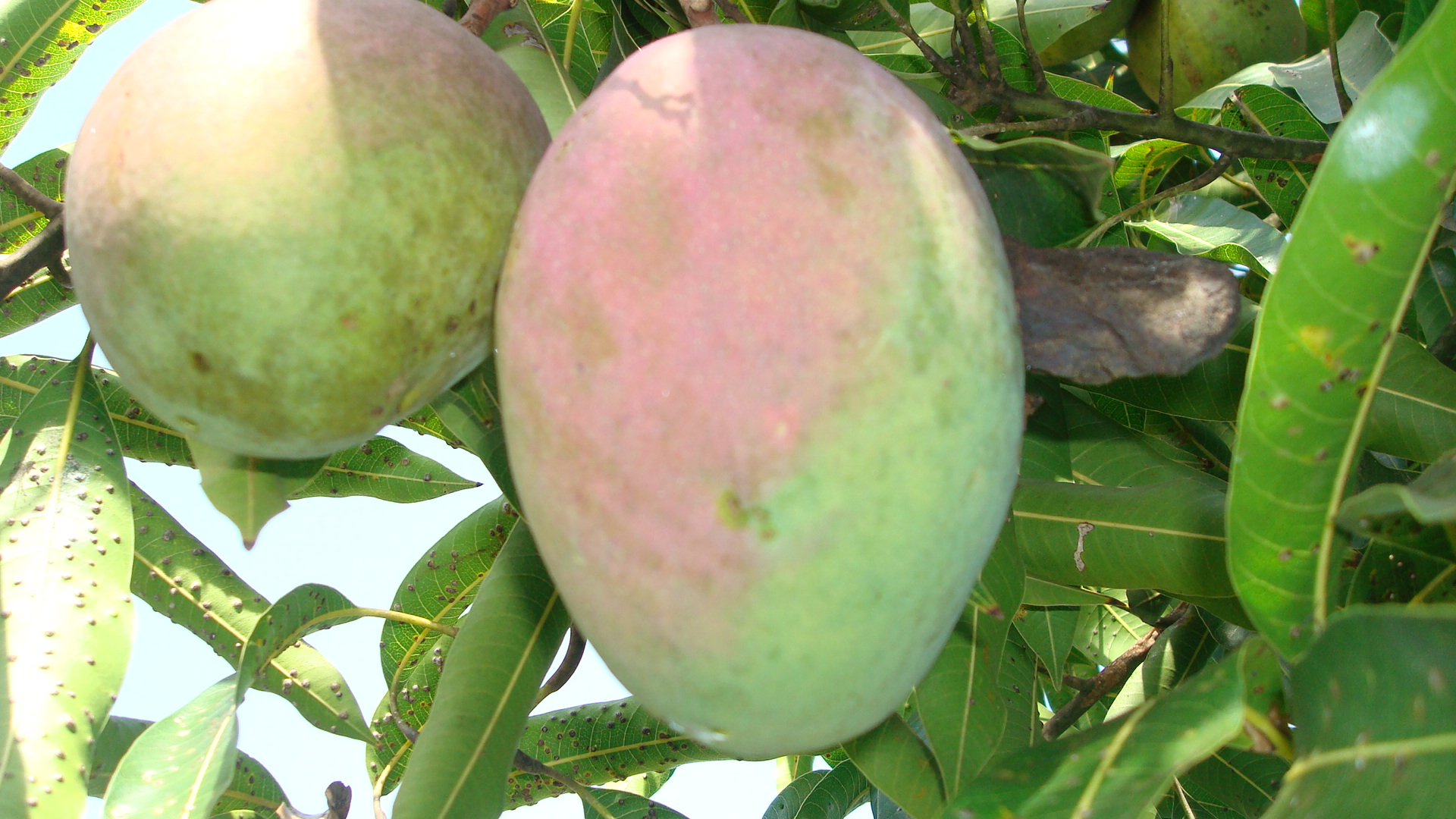 טומי אטקינס - Tommy Atkins